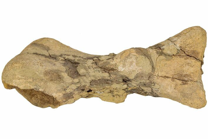 Hadrosaur (Edmontosaurus) Metatarsal - Wyoming #233808